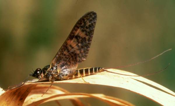 Male dun of the March Brown