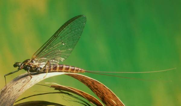 Female spinner of the March Brown