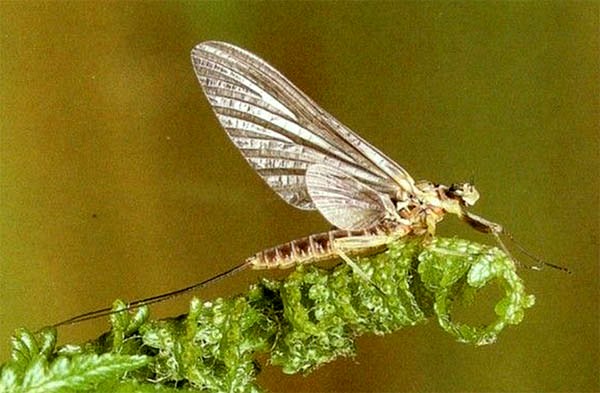 Female Olive Upright dun