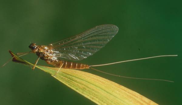 Female spinner of the Olive Upright