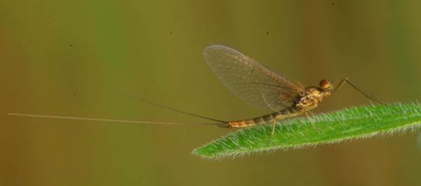 Male spinner of the Olive Upright