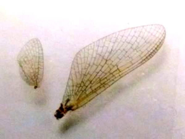 Wing veining of Rithrogena semicolorata, the Olive Upright