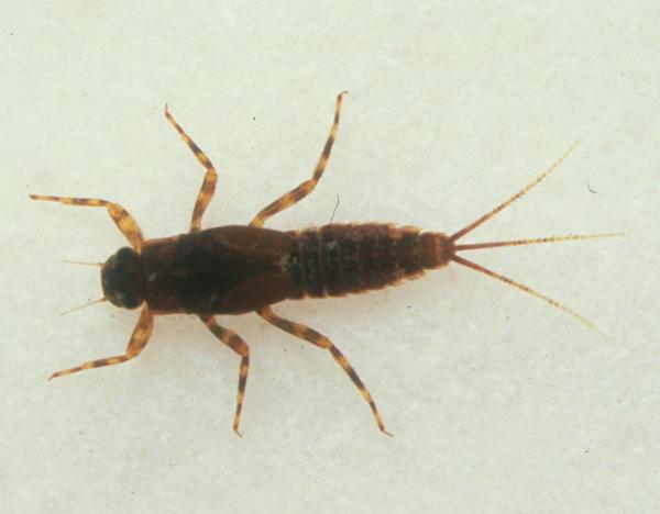 Nymph of the Blue-winged Olive