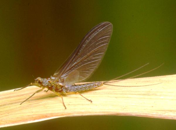 Dun of Blue-winged Olive, Serratella ignita - female