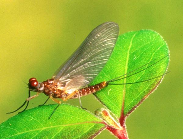 Dun of Blue-winged Olive, Serratella ignita - male