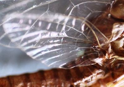 Hindwing of Serratella ignita