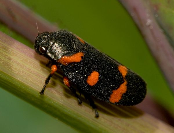 Cercopis vulnerata, Black-and-Red Froghopper
