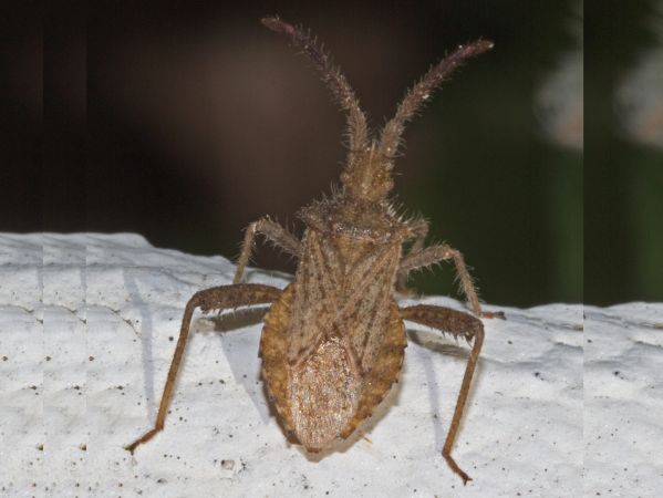 Coriomeris denticulatus - Denticulate Leatherbug