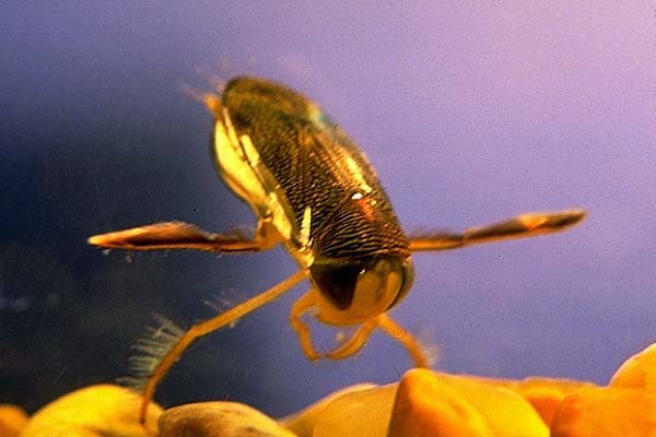 Corixa - lesser waterboatman