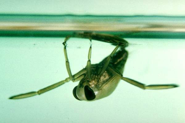 Notonecta glauca, Backswimmer or Greater Waterboatman