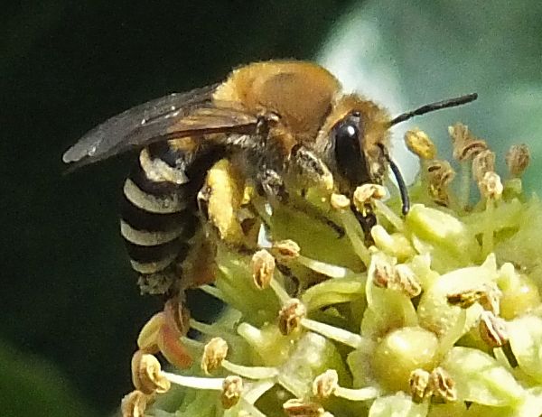 Colletes hederae