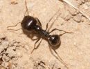 Barbary Harvester Ant