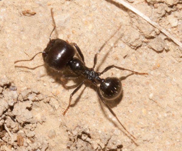 Barbary Harvester Ant, Portugal