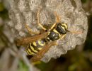 Paper Wasp, Polistes gallicus