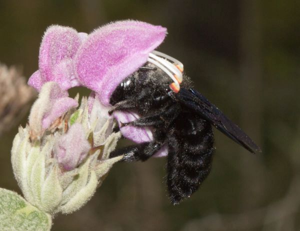 Xylocopa violacea