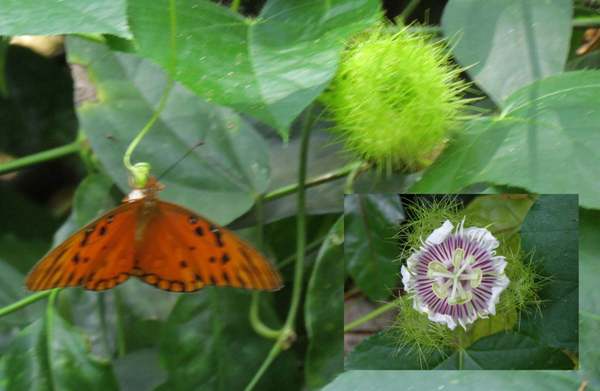 Gulf Fritillary on Passiflora foetida