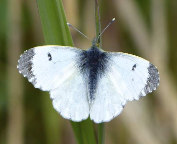 Orange-tip butterfly, female