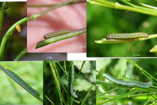 Larva of Orange-tip Butterfly Anthocharis cardamines