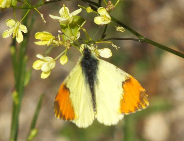 Provencal Orange-tip butterfly - wings closed (male), upperwings