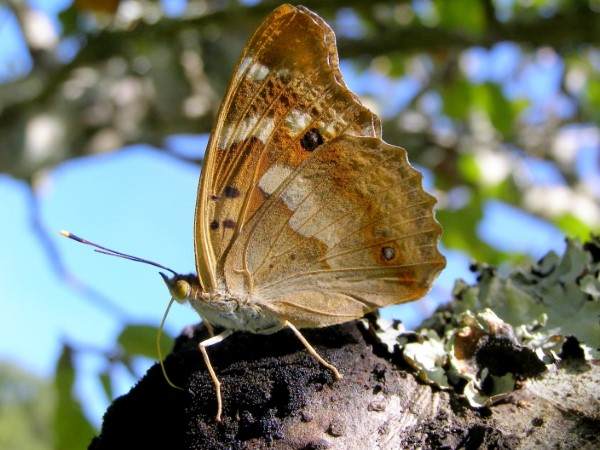 Lesser Purple Emperor - Apatura ilia, underside of closed wings