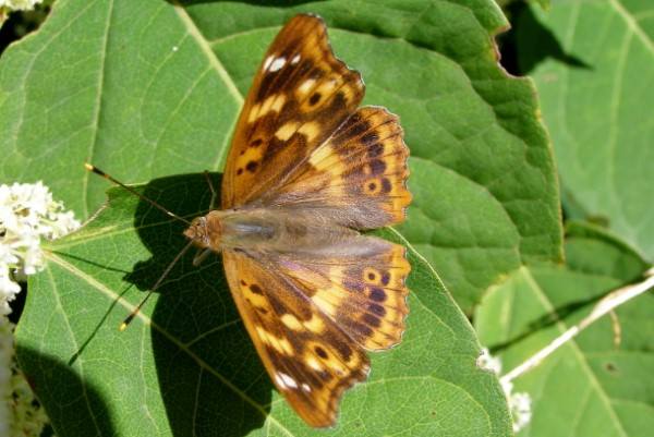 Lesser Purple Emperor - Apatura ilia, showing no iridescence