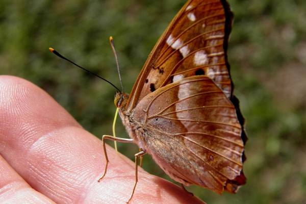 Apatura ilia form 88 attracted to perspiration on a human hand