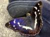 Apatura iris, Purple Emperor