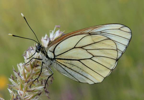 Black-veined White Butterfly
