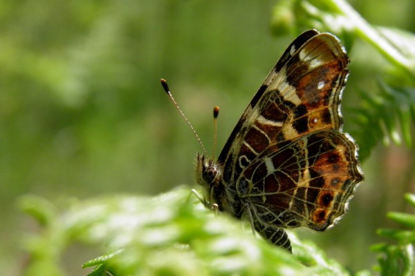 Map, Araschnia levana, underwing view, first brood