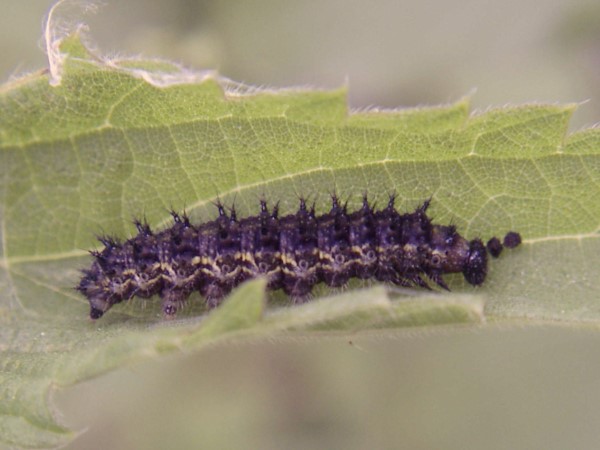 Caterpillar of the Map butterfly, Araschnia levana