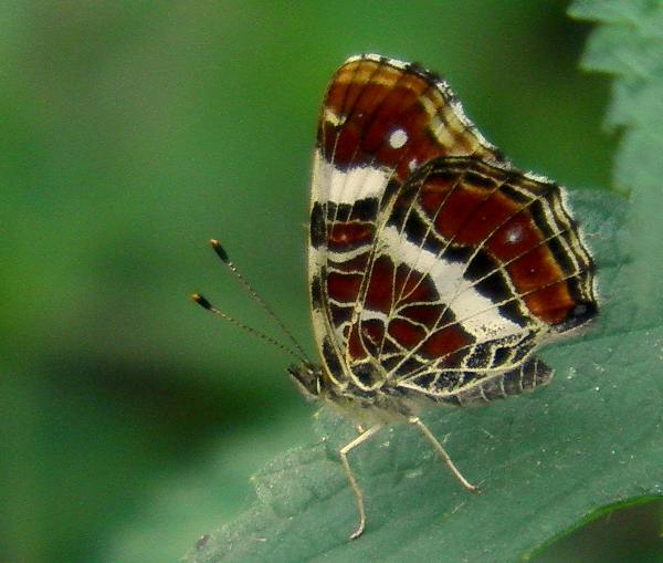 Map, Araschnia levana, underwing view, seond brood (prorsa form)