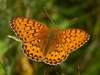 Argynnis aglaja, Dark Green Fritillary