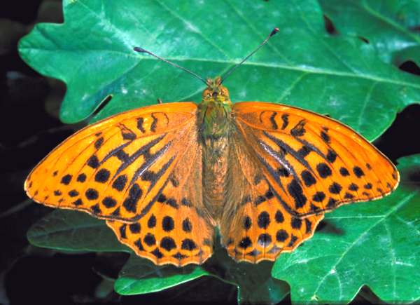 Silver Washed Fritillary Butterfly, Argynnis papohia, Picture by CCW