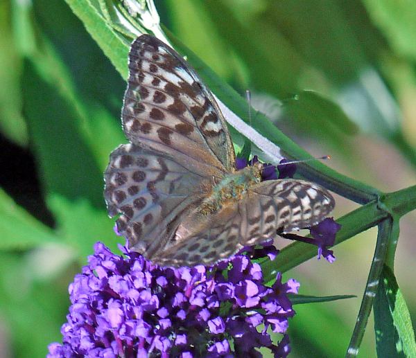 Silver-washed Fritillary female, Valezina form