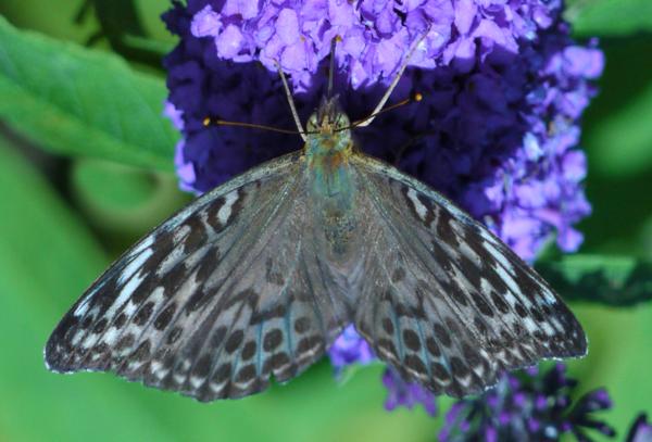 Silver-washed Fritillary (female), Valezina form from Dorset, UK.