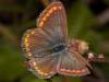 Aricia agestis, Brown Argus