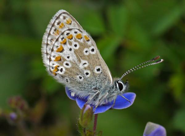 Aricia agestis, Brown Argus, underwing view