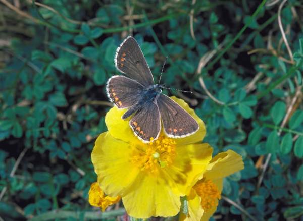 Aricia agestis, Brown Argus, UK