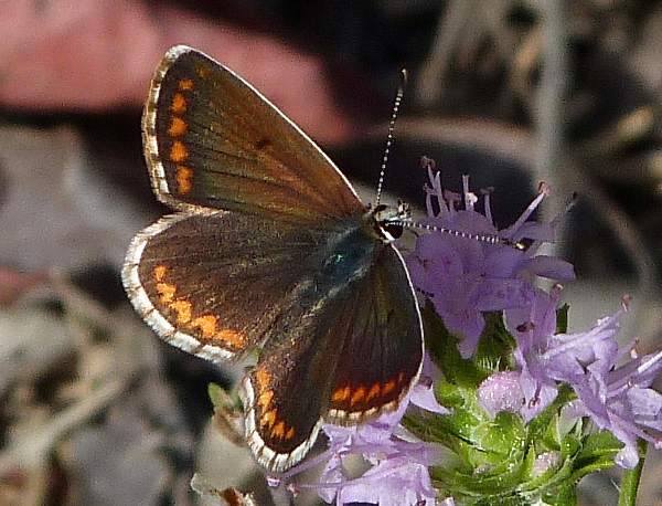 Spanish Blue Argus