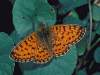 Boloria selene, Small Pearl-bordered Fritillary