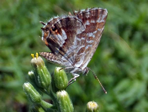 Geranium Bronze butterfly, closed wings view