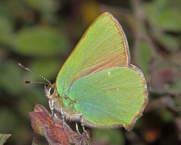 Callophrys rubi - Green Hairstreak butterfly, Algarve, Portugal