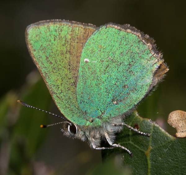 Callophrys rubi - Green Hairstreak butterfly, Algarve, southern Portugal
