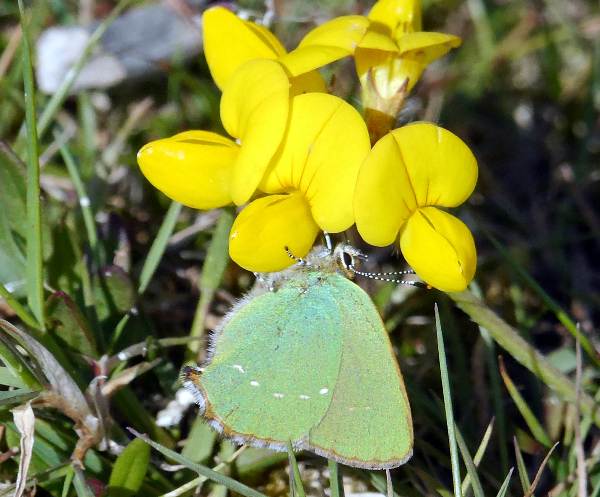 Green Hairstreak on Bird's-foot Trefoil