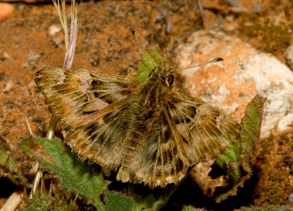False Mallow Skipper Butterfly, Carcharodus tripolinus