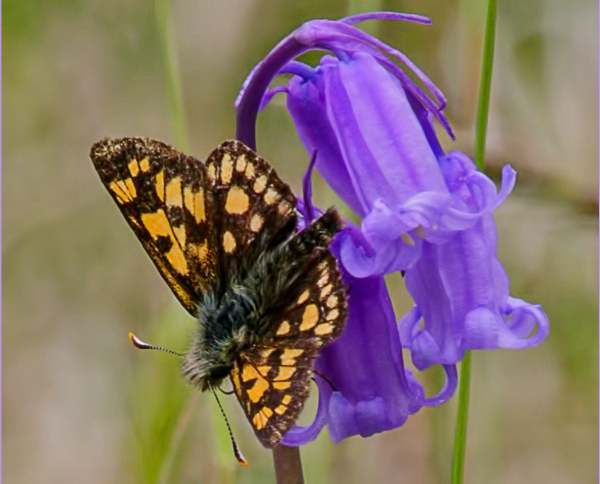 Chequered Skipper Butterfly, Carterocephalus palaemon