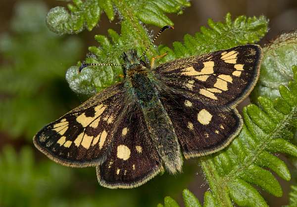 Chequered Skipper at Glasdrum National Nature Reserve
