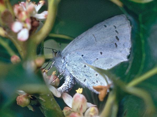Holly Blue (female)