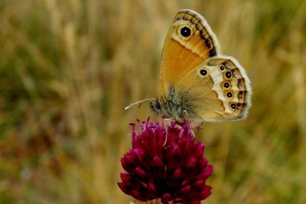 Dusky Heath butterfly, France