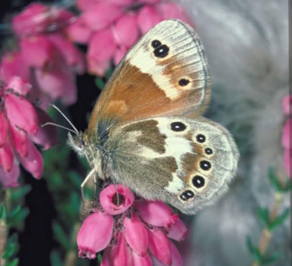 Large Heath butterfly